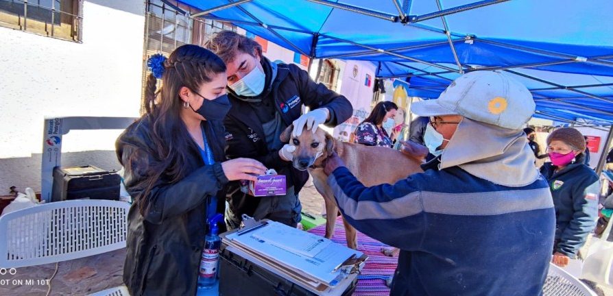 Putre y Visviri fueron protagonistas de operativo para mascotas liderado por Sebastián Jiménez